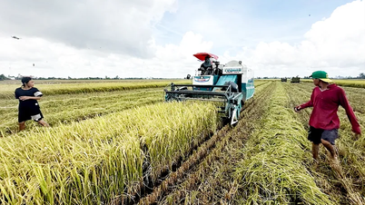 Can Tho berjuang untuk "transformasi ganda" di bidang pertanian