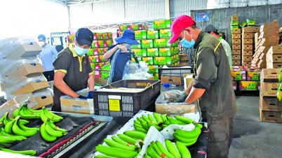 Toplu ekonomik kredilendirmeyi genişletme fırsatları