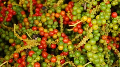 តម្លៃ​ម្រេច​ថ្ងៃ​ទី ២១ វិច្ឆិកា៖ មាន​ស្ថិរភាព​ក្នុង​រង្វង់ ១៤៦.៥០០ ដុង/គីឡូក្រាម ខ្លាច​ទឹក​ជំនន់