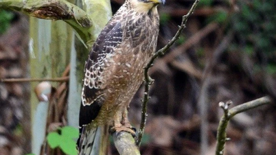 ការ​រក​ឃើញ​និង​ការ​សង្គ្រោះ​សត្វ​ស្វា​ភូមា​នៅ​ខេត្ត Quang Tri