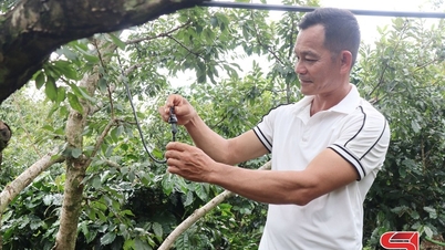 Hỗ trợ đồng bào dân tộc thiểu số phát triển sản xuất theo chuỗi giá trị