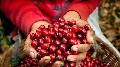 តម្លៃកាហ្វេថ្ងៃទី 21 ខែវិច្ឆិកា៖ Robusta កើនឡើងយ៉ាងខ្លាំង តម្លៃក្នុងស្រុកលើសពី 115,000 ដុង