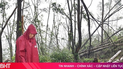 Sau bão, nhiều diện tích rừng trồng nguy cơ biến thành củi khô