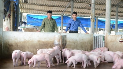 'Chìa khóa' hướng tới nền chăn nuôi bền vững