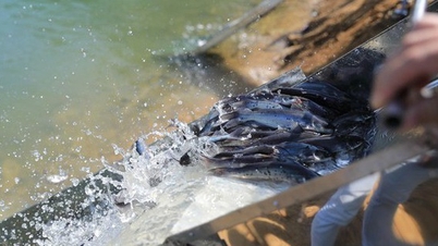 Khơi dậy ý chí thoát nghèo từ mỗi cộng đồng: Hành trình lan tỏa những đổi thay bền vững