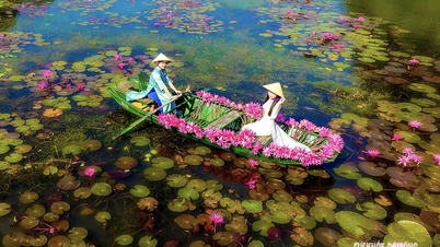 Watching lotus flowers dye the Ngo Dong river pink in Ninh Binh