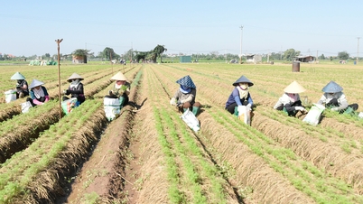 Bac Ninh: Estrutura flexível de cultivo de inverno em terras aluviais