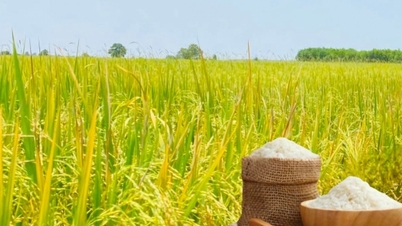 Rispriset idag 21 november: Exporterat ris fluktuerar kraftigt