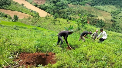 Dien Bien លើកកំពស់ការដាំព្រៃឈើ និងការពារធនធានបៃតង