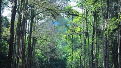 បង្កើតក្របខ័ណ្ឌកាត់បន្ថយការបំភាយឧស្ម័នសម្រាប់កសិកម្មវៀតណាម