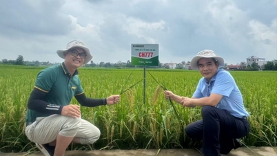 Prospek penyelidikan untuk varieti padi (kedua-dua padi dan tanah kering)