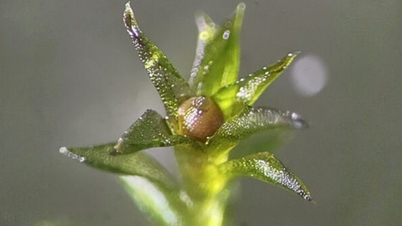 Moss survit 9 mois dans l'espace, la science est stupéfaite