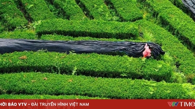 តម្លៃ matcha របស់ជប៉ុនកើនឡើង ក្រុមហ៊ុន F&B វៀតណាមស្វែងរកការផ្គត់ផ្គង់ពីចិន