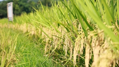 ເນື້ອທີ່ນາ 36,000 ເຮັກຕາ ຢູ່ລາວກາຍ ຈະນຳໃຊ້ເຕັກໂນໂລຊີຊົນລະປະທານແຫ້ງ ເພື່ອຫຼຸດຜ່ອນການປ່ອຍອາຍພິດ