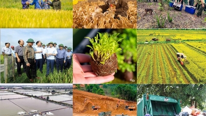 사회경제 발전 계획: 농업환경부 2025년 11월 및 상반기 과제 수행에서 많은 뛰어난 성과 거두어