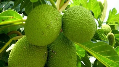 Успішне дослідження безглютенового борошна з хлібних плодів, що застосовується у виробництві тістечок та вермішелі