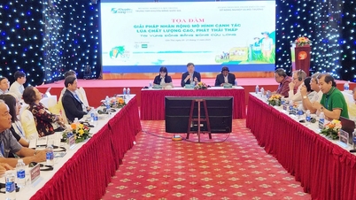 Solutions to replicate the high-quality, low-emission rice cultivation model in the Mekong Delta