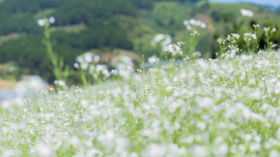 মোক চাউ সাদা সরিষার মৌসুম, মালভূমি জুড়ে একটি খাঁটি সাদা আবরণ, পর্যটকদের আকর্ষণ করে