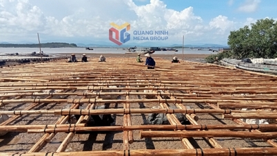 Mong Cai Bezirk 1: Schutz der Meeresumwelt für eine nachhaltige Entwicklung