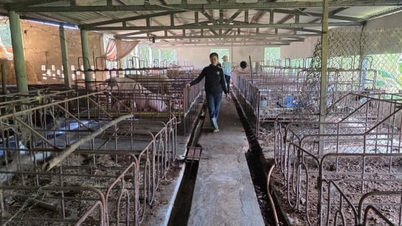 שיקום עדר חזירים קשור קשר הדוק לבקרת מחלות.