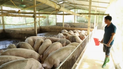 טויאן קוואנג: 54 קומונות עברו 21 ימים ללא קדחת חזירים אפריקאית