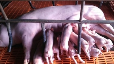 אן ג'יאנג: הגנה על בעלי חיים לשרת את שוק סוף השנה