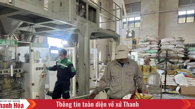 Tập trung cung ứng giống lúa theo Chương trình hỗ trợ nông dân vùng ảnh hưởng bão, lũ