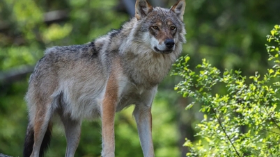 Sói xám kéo bẫy cua lên bờ: Hành vi thông minh khiến khoa học kinh ngạc