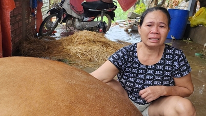 विनाशकारी बाढ़ के बाद हर जगह गायें मर गईं, लोग गायों के शवों के पास रोए
