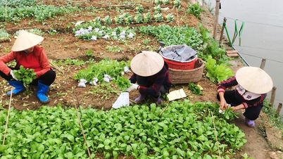 Phu Tho, Vietnam Anavatan Cephesi, insanlara ekonomik kalkınma, sürdürülebilir yoksulluk azaltma ve yaşam kalitesini iyileştirme konularında eşlik ediyor.