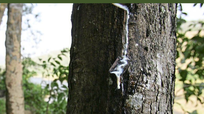 2025년 11월 20일 발행된 농림수산시장 소식지