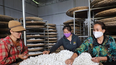 「立って食べる」仕事がラムドン省の何百もの世帯の生活を変える