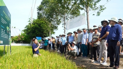 Mais de 140 especialistas criaram uma rede de consultoria para um milhão de hectares de arroz de alta qualidade.