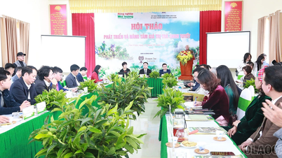 Workshop a Shan Tuyet tea fejlesztéséről és értékének növeléséről