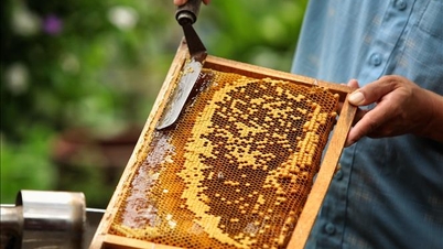 أعلنت الولايات المتحدة عن استنتاجاتها الأولية بشأن مراجعة ضريبة الإغراق على العسل الفيتنامي.