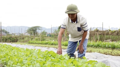 Nová vitalita v Trung Gia: [Článek 3] Zlepšení zemědělských produktů prostřednictvím informací