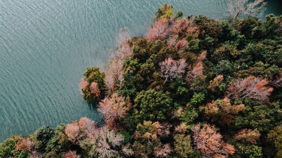 Quang Tri Phong Huong Forest: Brilliant autumn colors by the hydroelectric lake