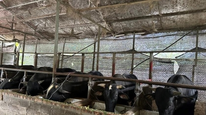 Snahy o snížení chudoby v horách Vo Nhai v provincii Thai Nguyen