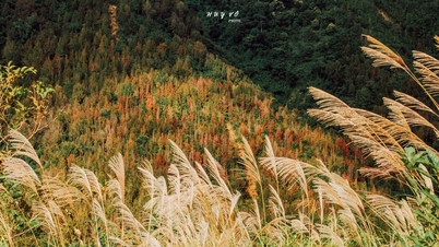 Quang Tri: Discover the color-changing maple forest on the lake surface