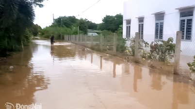 אל תהיו סובייקטיביים, אבל אל תדאגו יותר מדי כאשר מפלס המים בנהר דונג נאי עולה.