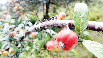 موسم حصاد الزعرور في مو كانج تشاي