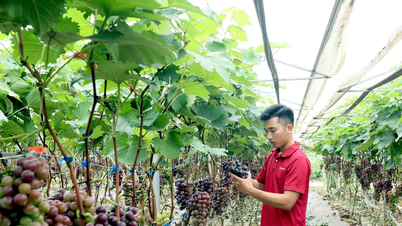 គំរូកាត់បន្ថយភាពក្រីក្រ ការកើនឡើងនូវទ្រព្យសម្បត្តិពីវិស័យកសិកម្មរបស់យុវជន Son La