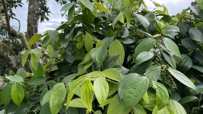 Preço da pimenta-do-reino hoje, 22 de novembro de 2025: Forte aumento