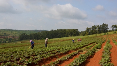 লাম ডং-এর পশ্চিমে উচ্চ-প্রযুক্তিগত কৃষি সম্প্রসারণের সম্ভাবনা