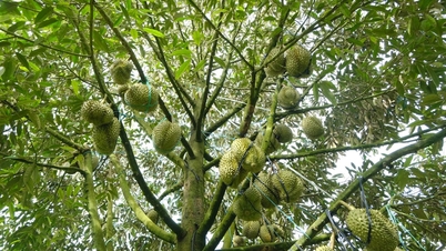 "Cleaning the garden" of durian for the new crop