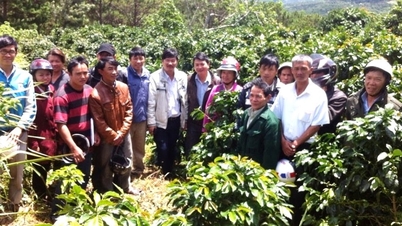 Coffee replanting sets many goals