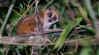 Un bébé loris rare a été remis à un soigneur puis relâché dans la nature à Thanh Hoa.