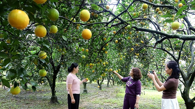 Golden season of Cao Phong