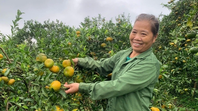 Lotus oren - buah manis dari tanah hutan Van Chan (Lao Cai)