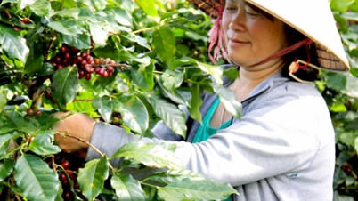 2025년 11월 22일 오늘의 커피 가격: 시장이 급락